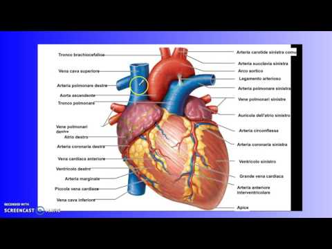 Cardiovascular system (second part).