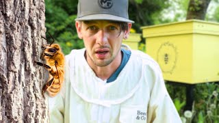 Capturing BEES to be more SELF-SUFFICIENT! but what do I do NOW?
