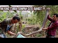 GOKIL | INI KING COBRA GEDE BANGET .....!!!! GOKIL | INI KING COBRA GEDE BANGET .....!!!!