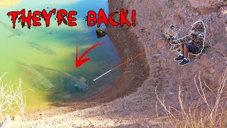INSANE BOWFISHING!!! These MONSTERS Come Out Once a YEAR! (They're HUGE!)
