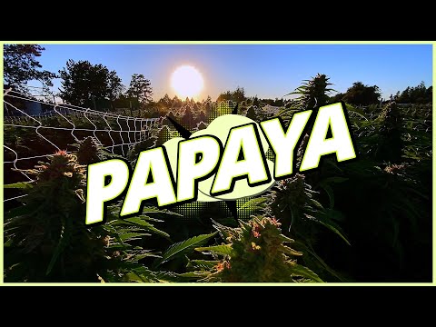 Papaya Strain