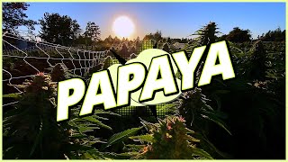 Papaya - LUMA California Farms - Papaya Strain