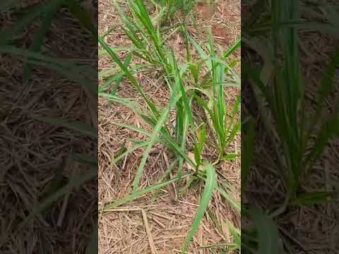 Avaliação do plantio de cana planta em Pontal/SP #johndeere #saopaulo #farming #tractor #agriculture