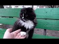 Fluffy Cat Is In Love With Robin Seplut
