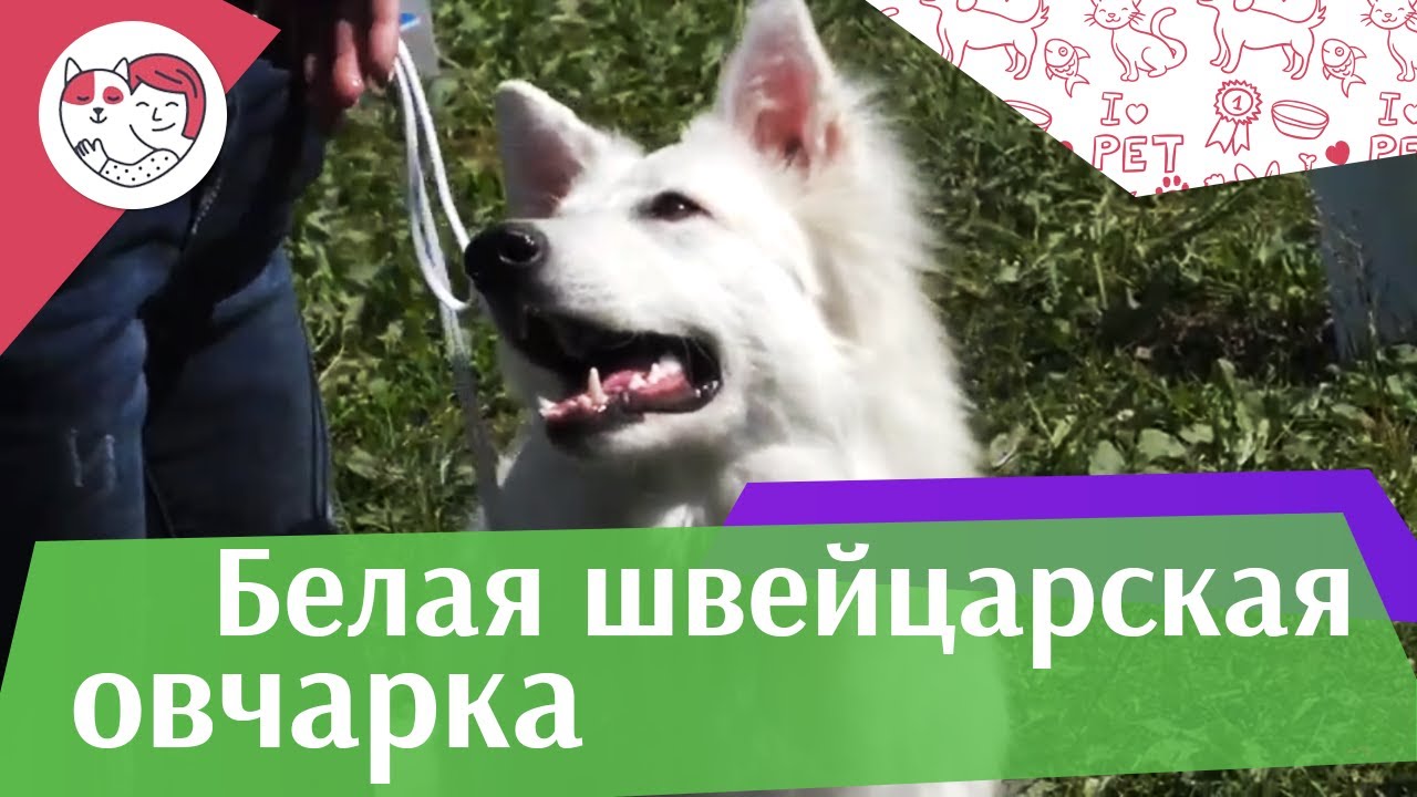 Белая швейцарская овчарка на ilikepet. Особенности породы, уход