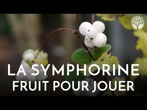 Game idea with snowberry!