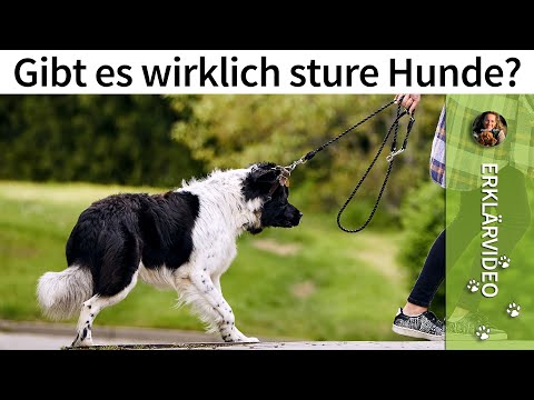 Sturer Hund ➡️ Gibt es wirklich sture Hunde? ➡️ Erklärung im Video ✔️