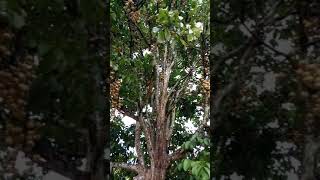 Download lagu Buah dukuku lebat, Desa Arahan,  Kecamatan Merapi Timur,  Kabupaten Lahat(3) mp3 Download lagu Buah dukuku lebat, Desa Arahan,  Kecamatan Merapi Timur,  Kabupaten Lahat(3) mp3