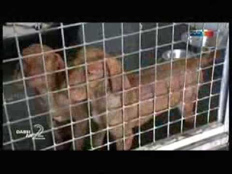 Welpenhandel Autobahn