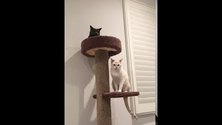 猫 けんか cat fight