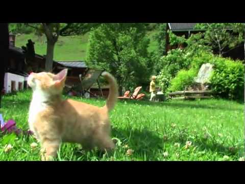 Erlebnisbauernhof Proneben Gut Mühlbach Hochkönig