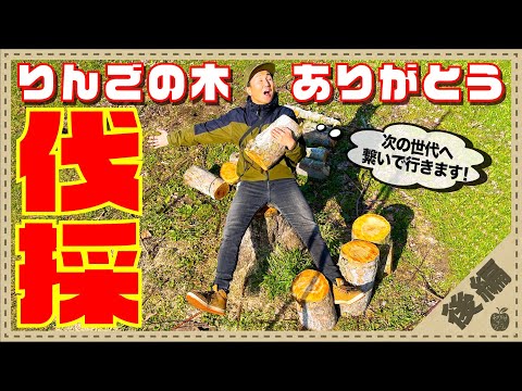 リンゴの木の伐採: 木のサイズごとのヒント 植物