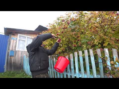 КАК СОБИРАТЬ СПЕЛУЮ КАЛИНУ И ДЛЯ ЧЕГО ОНА НУЖНА ГИПЕРТОНИКАМ