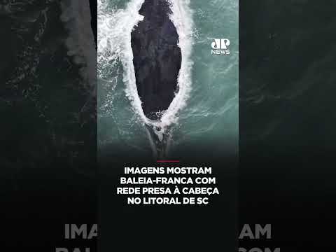 Imagens mostram baleia-franca com rede presa à cabeça no litoral de SC