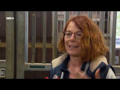 Pferdeklinik Iffezheim Dokumentation