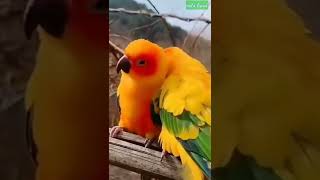 beauty of birds status video