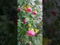 Natural Things Which Beautified By Man It S Always Beautiful