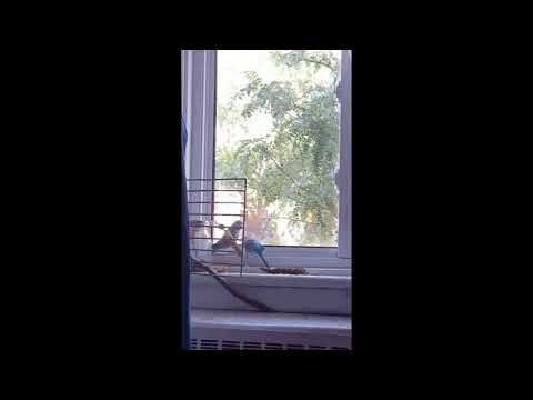 Big hawk feeding on top of a post