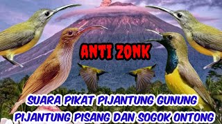 Download lagu suara pikat burung pijantung gunung pijantung pisang dan sogok ontong paling di cari anti zonk a14 mp3 Download lagu suara pikat burung pijantung gunung pijantung pisang dan sogok ontong paling di cari anti zonk a14 mp3