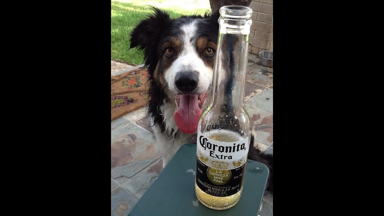 Losing a dog - RIP - DebbyQuigley.com