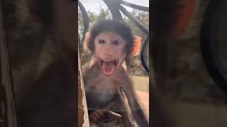 Download lagu Monyet kaget #funny #animals #monkey mp3