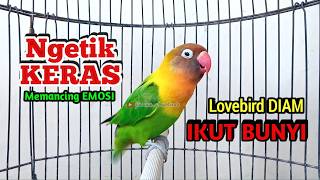 Download lagu Lovebird Ngekek Panjang NGETIK KERAS Memancing EMOSI, Lovebird DIAM Terpancing IKUT BUNYI mp3
