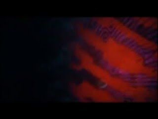 THE SEEDS - TRIPMAKER