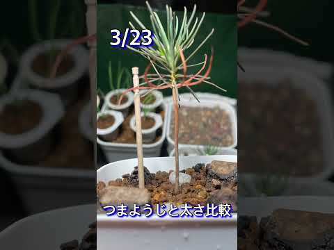 オーストリア産黒松 植物
