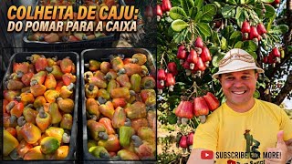 Safra do Caju no Ceará 2026 11 de agosto de 2026