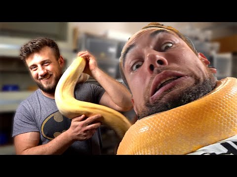 JAKI WĄŻ NA PIERWSZEGO?