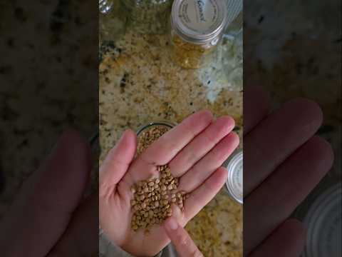 The Importance of Soaking Legumes Explained by SelfSufficientTanya