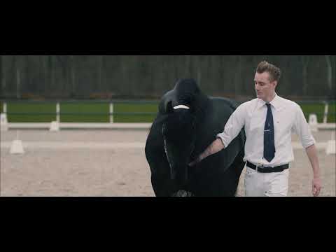 Henswoude Breeding & Export Stable - Mees 497 sport-elite AAA