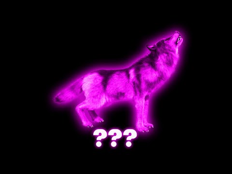 15 Wolf Howling "AWOOOO" Sound Variations in 35 Seconds