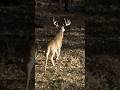 Extremely LUCKY Shot On Big Buck