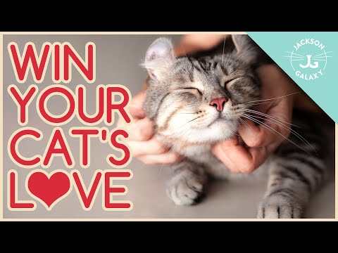 Speaking Cat: 5 Ways to Show Your Cat You LOVE Them