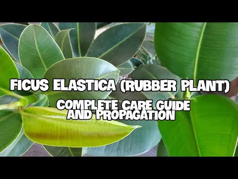 , title : 'How To Care For Ficus Elastica | Complete Care Guide, Propagation and Potting!'