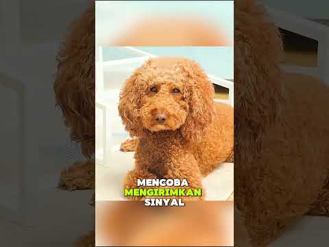 Bagaimana hubungan normal antara hewan peliharaan Anda? #hewanpeliharaan #imut #lucu #celanapendek