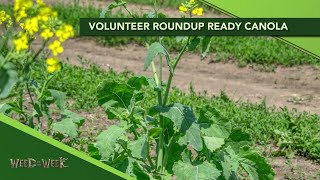 Weed of the Week: Volunteer Roundup Ready Canola (From Ag PhD #1125 - 10-27-19)