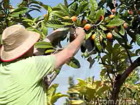 download lagu mp3 mp4 Loquat Fruit And Diabetes, download lagu Loquat Fruit And Diabetes gratis, unduh video klip Loquat Fruit And Diabetes