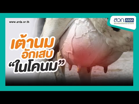 Exciter สำหรับผู้หญิงผ่านเคาน์เตอร์ในมอสโก ซื้อเชื้อโรคม้า