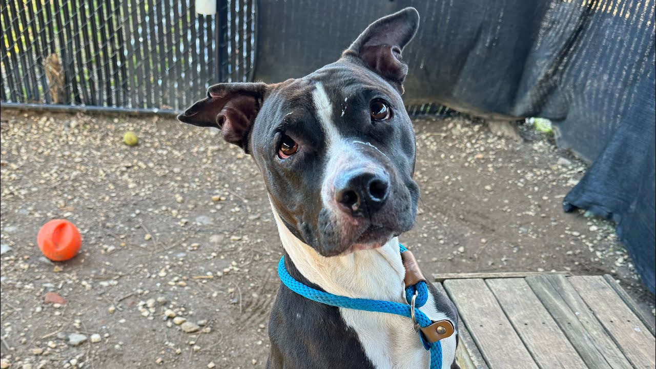 Enlarge Lady, a Adoptable Mixed Breed in Philadelphia, PA video 6/6