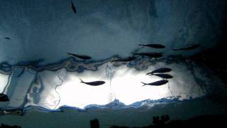 Let You Go - The Pierces