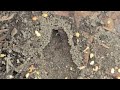Ants Carry Our Bait Back To Their Nest in West Creek, NJ