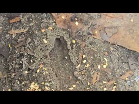 Ants Carry Our Bait Back To Their Nest in West Creek, NJ
