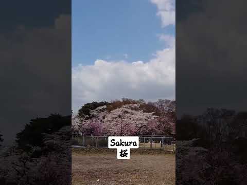 A walk through Japanese Cherry Blossoms #japan #sakura