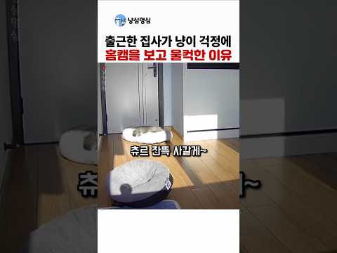 출근한 집사가 혼자 있는 고양이 홈캠을 보고 울컥한 이유