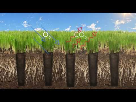 なぜ芝生にエアレーションをする必要があるのでしょうか?