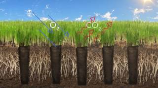 Video on the benfits of core aeration