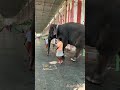 Thiruchendur Murugan Temple Elephant Elephant Shorts