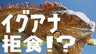 グリーンイグアナが拒食気味になる【わさび】